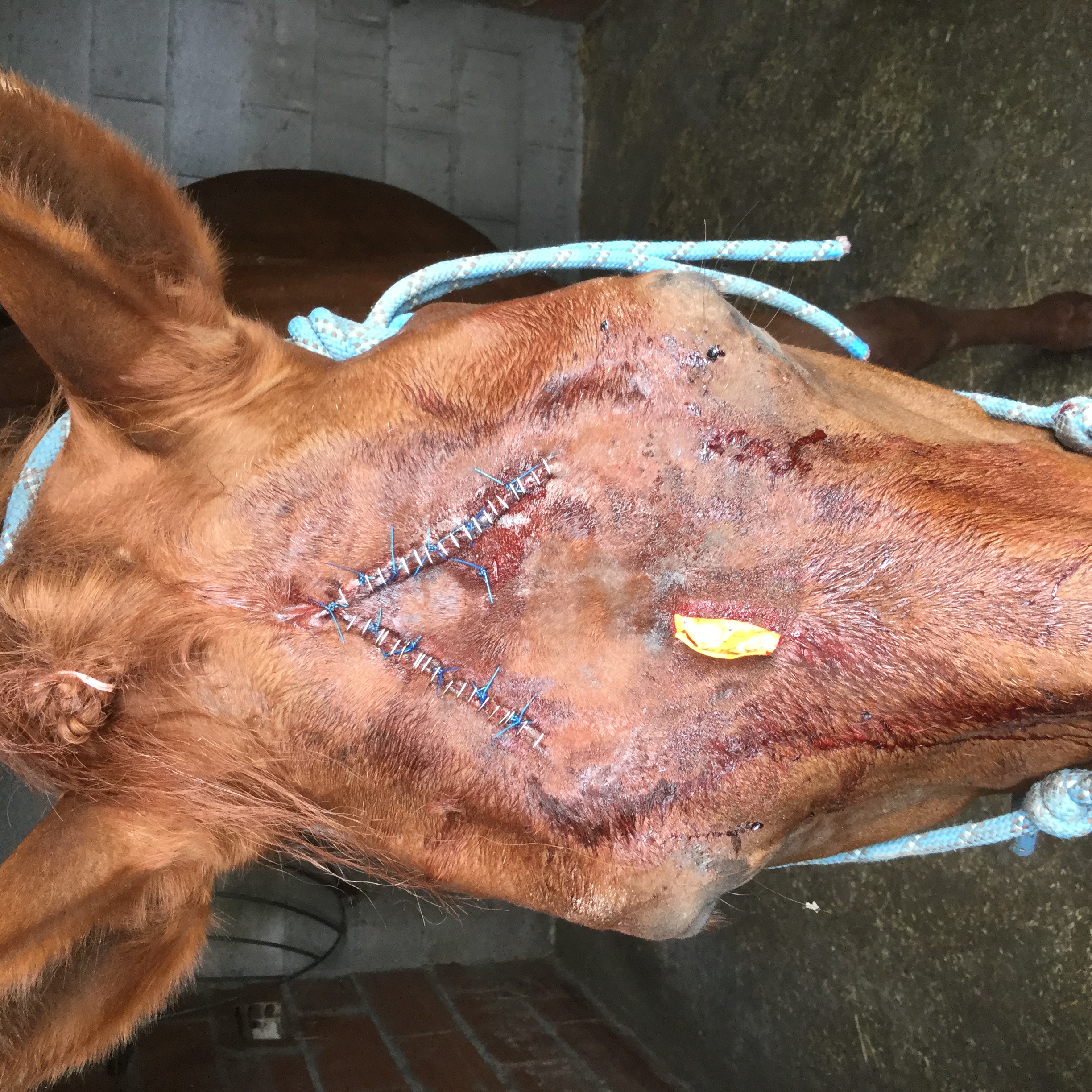 Service de chirurgies équines de base