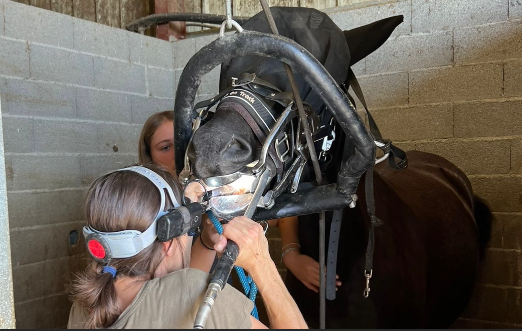 Équipement de râpe dentaire électrique équine