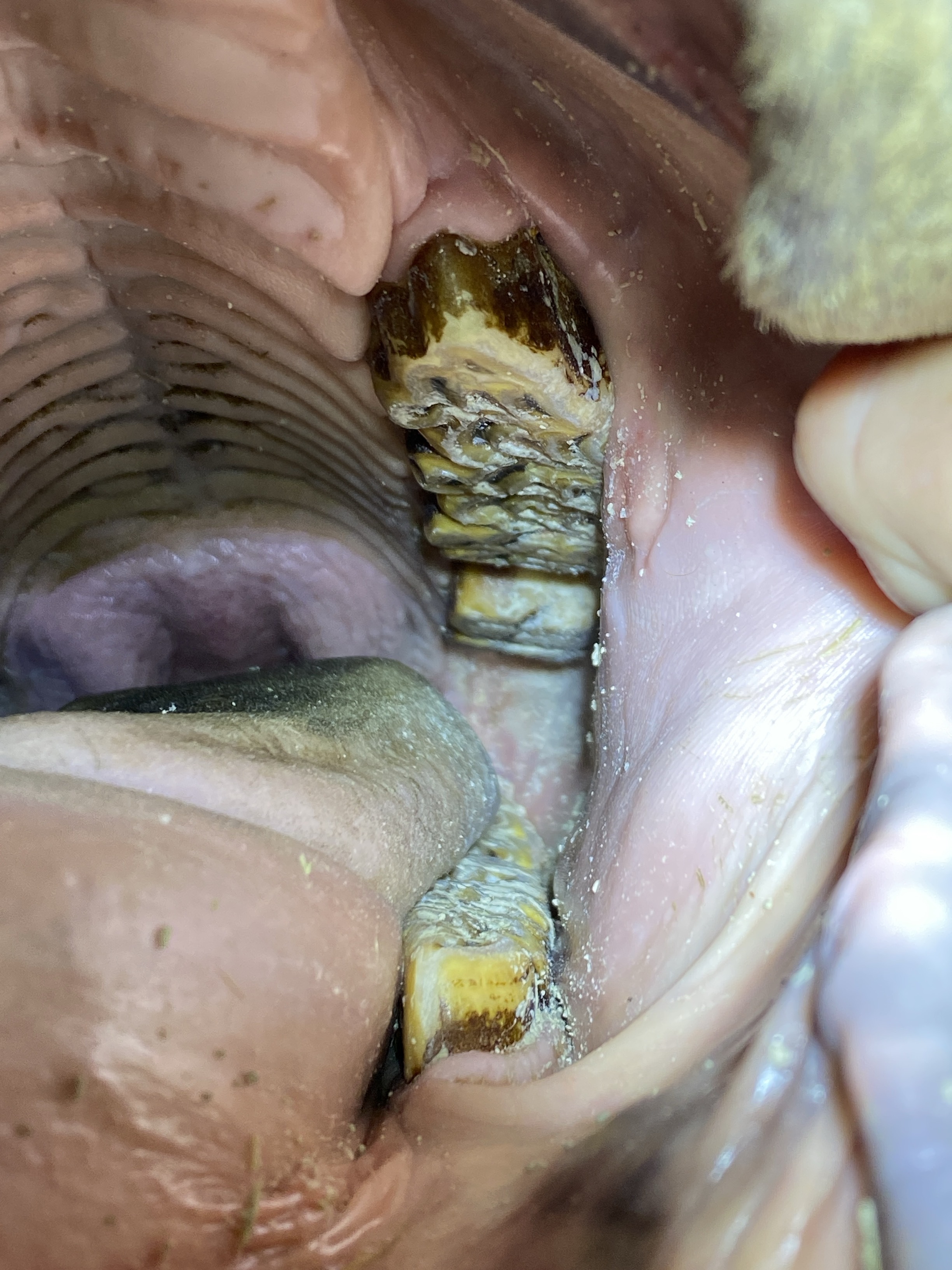 Service de dentisterie équine