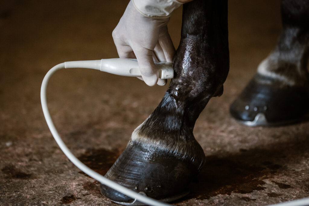 Équipement d'échographie portable équine