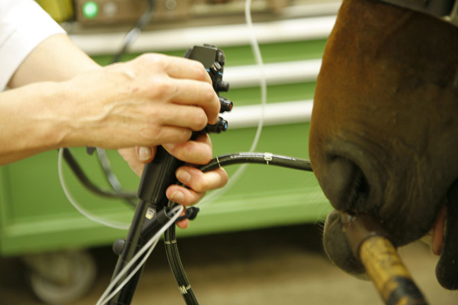 Équipement de vidéo-endoscopie équine