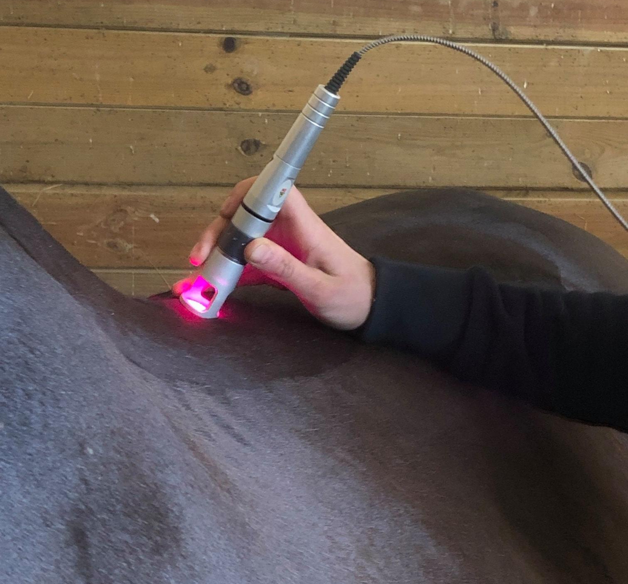 Équipement laser thérapeutique équin