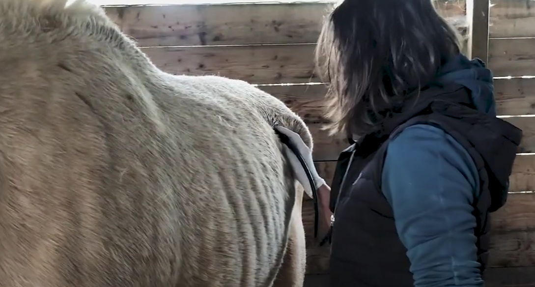 Service de médecine générale équine