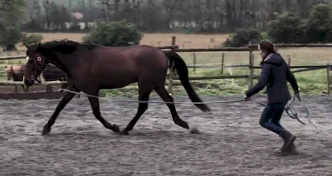 Service de pathologies locomotrices équines