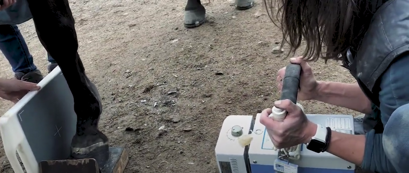 Équipement de radiologie numérique équine