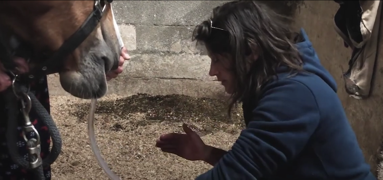 Service d'urgences vétérinaires équines